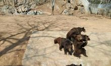 游诸仙洞动物园