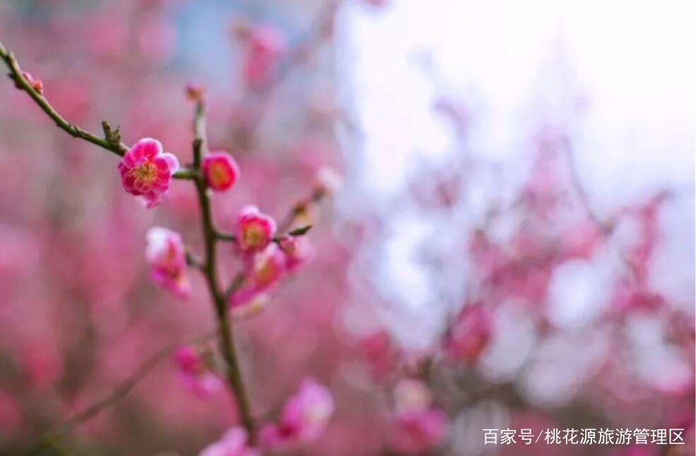 桃花之约