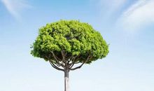 自高自大的大树