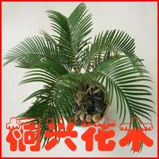 同兴一日游