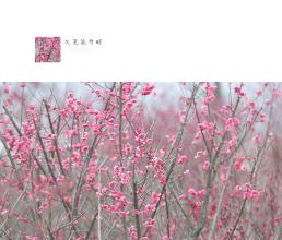 见花开时再见