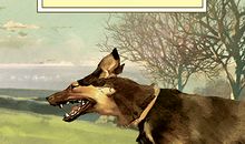 读《沈石溪小说》有感