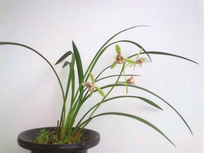 我的兰花