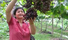 葡萄园里的快乐采摘