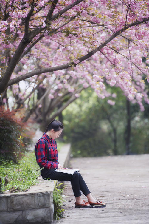 校园樱花