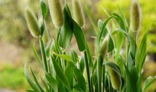 美丽的狗尾巴草