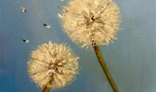 一粒沉默的种子