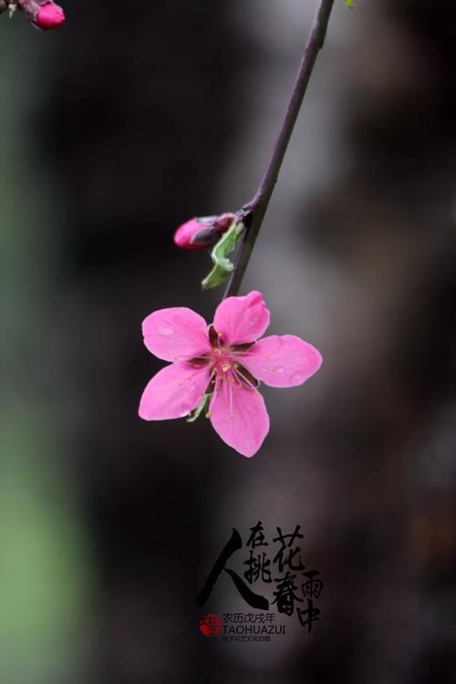迷人的春雨