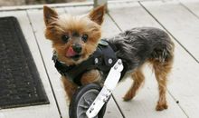 用坚强感动世界