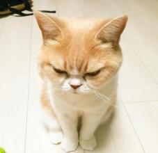 冷眼