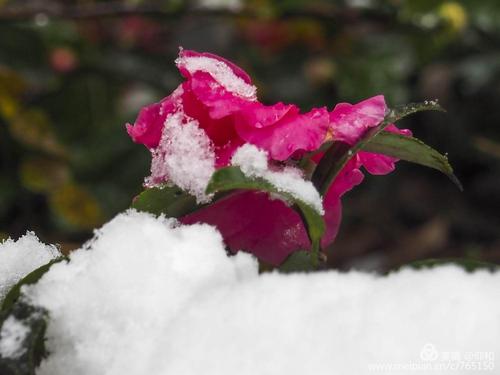 瑞雪迎接新的一年