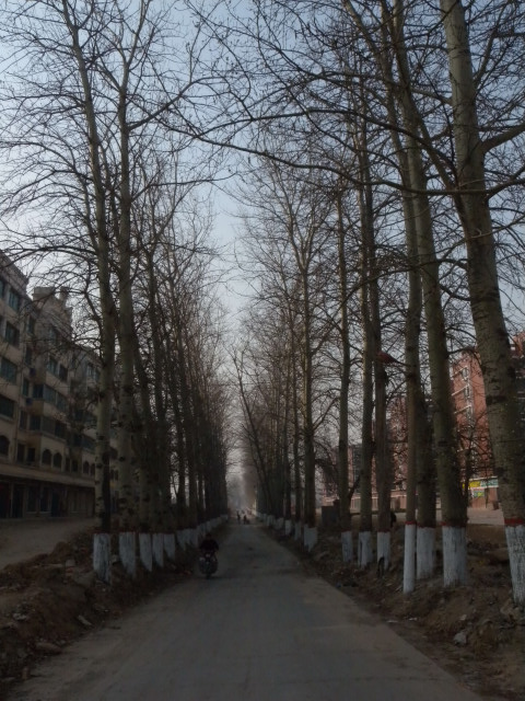 老白杨树和苹果树