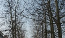 老杨树和苹果树