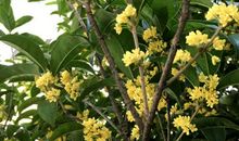 怀念桂花飘香的日子