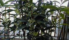 我喜欢的桂花树