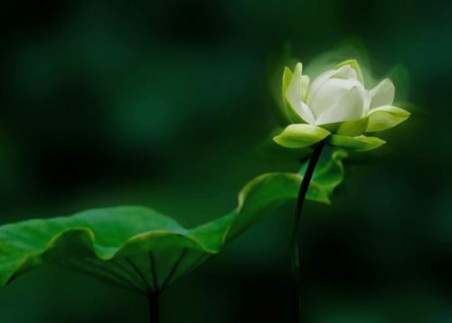 与“青莲”窃窃私语
