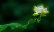 与“青莲”私语