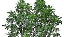 我是一颗小树苗