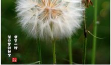 我是一个蒲公英的种子