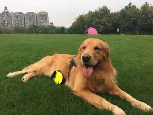 阿月浑子在我们家