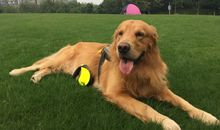 我们家里的开心果