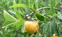 有一种味道让我着迷