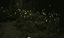 夏夜的萤火虫