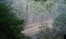 读《森林里的小火车》有感