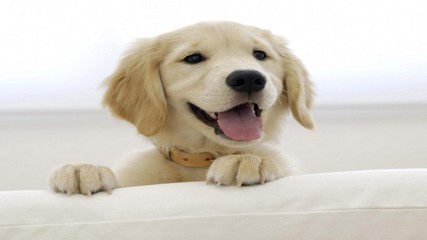 可爱的金毛寻回犬