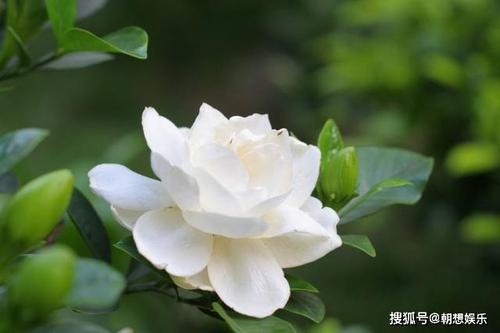 我最喜欢的茉莉花