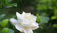 我喜爱的茉莉花