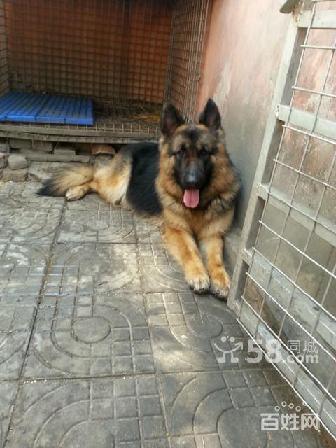 我的牧羊犬