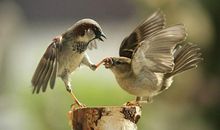 和鸟的亲密接触