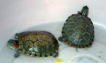 我的宝贝小乌龟