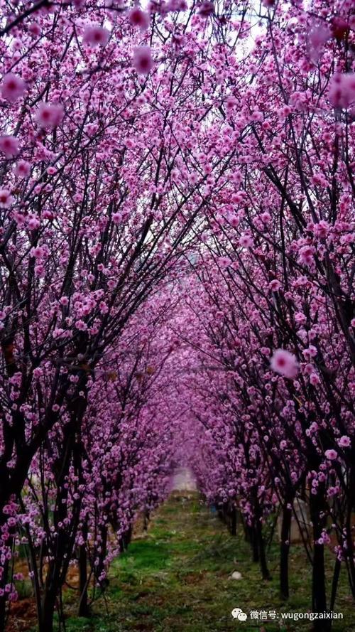 桃花之美