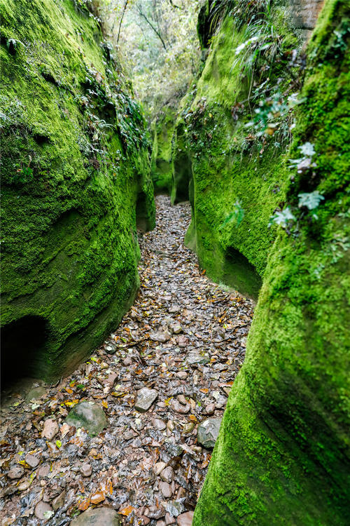 游鱼茶大峡谷