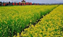 开在记忆深处的油菜花