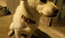 一只宠物狗的自述