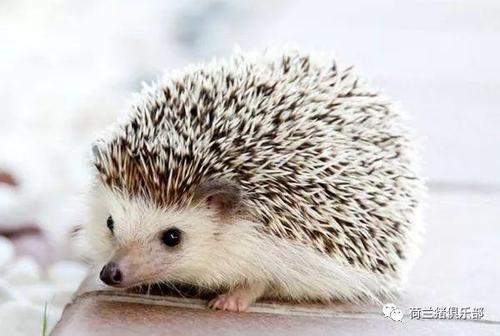 小刺猬和西瓜