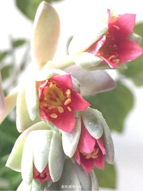 像花一样