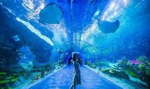 参观水族馆