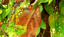 如果我有一件隐身衣