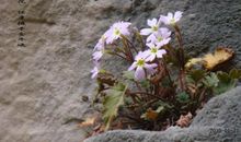 你是我心中永开不败的花