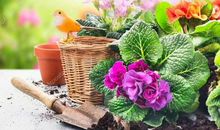 鲜花、泥土、花盆