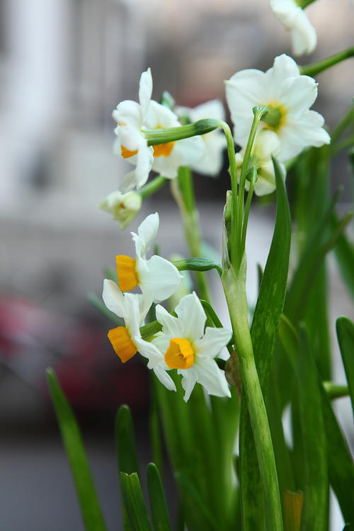 如果我是水仙花