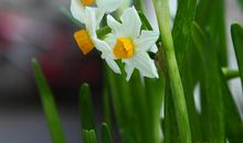 如果我是一株水仙