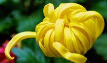 落叶给了我记忆的芬芳