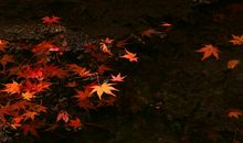 描写红叶的作文