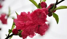 又是一年桃红时