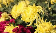 做菊花一样的人